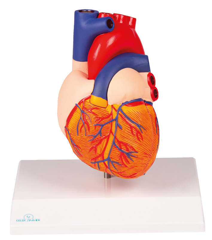 Herzmodell, natürliche Größe, 2 Teile - EZ Augmented Anatomy