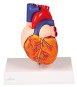 Herzmodell, natürliche Größe, 2 Teile - EZ Augmented Anatomy