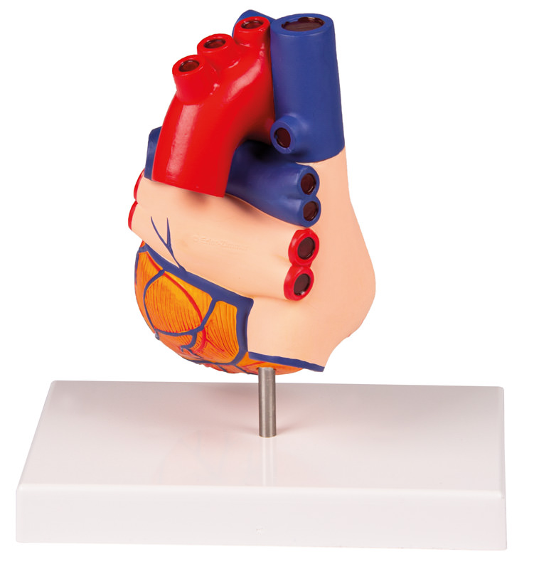 Herzmodell, natürliche Größe, 2 Teile - EZ Augmented Anatomy