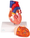 Herzmodell, natürliche Größe, 2 Teile - EZ Augmented Anatomy
