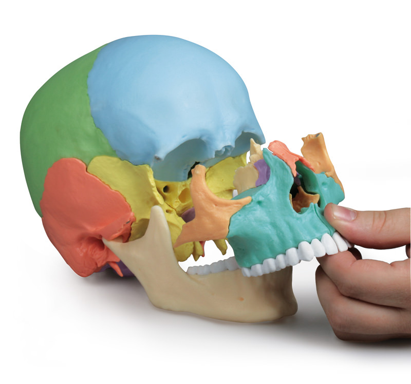 Osteopathie-Schädelmodell, 22-teilig, didaktische Ausführung - EZ Augmented Anatomy 