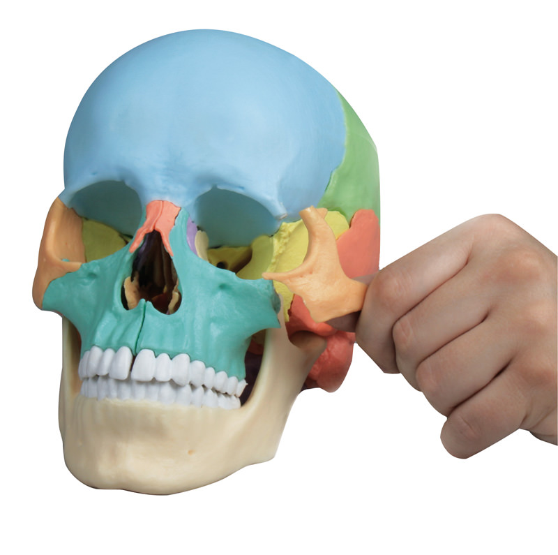 Osteopathie-Schädelmodell, 22-teilig, didaktische Ausführung - EZ Augmented Anatomy 