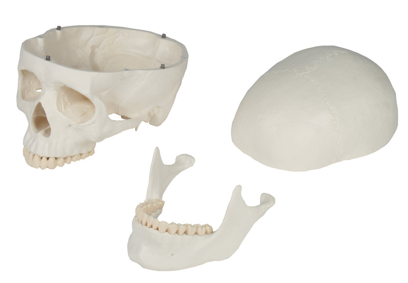 Schädelmodell, 3-teilig - EZ Augmented Anatomy