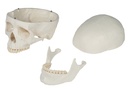 Schädelmodell, 3-teilig - EZ Augmented Anatomy