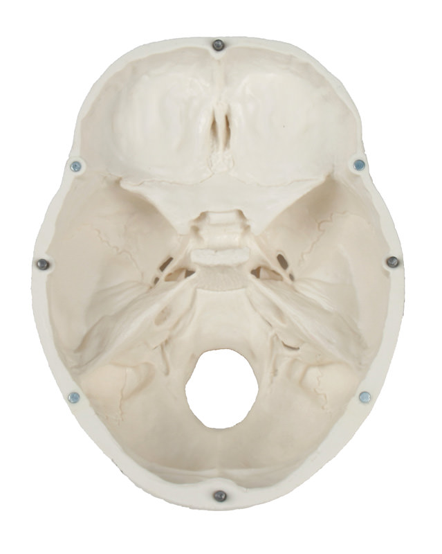 Schädelmodell, 3-teilig - EZ Augmented Anatomy