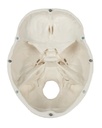 Schädelmodell, 3-teilig - EZ Augmented Anatomy