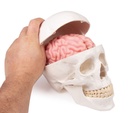 Schädelmodell, 3-teilig - EZ Augmented Anatomy