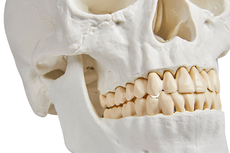 Schädelmodell, 3-teilig - EZ Augmented Anatomy
