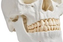 Schädelmodell, 3-teilig - EZ Augmented Anatomy