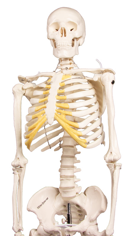 Miniatur-Skelett „Tom“ 