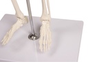 Miniatur-Skelett „Tom“ 