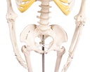 Miniatur-Skelett „Tom“ 