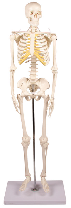 Miniatur-Skelett „Tom“ 