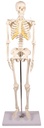 Miniatur-Skelett „Tom“ 