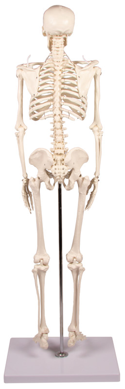 Miniatur-Skelett „Tom“ 