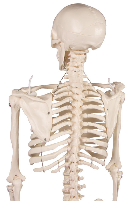 Miniatur-Skelett „Tom“ 