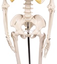Miniatur-Skelett „Tom“ 