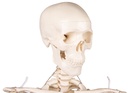 Miniatur-Skelett „Tom“ 