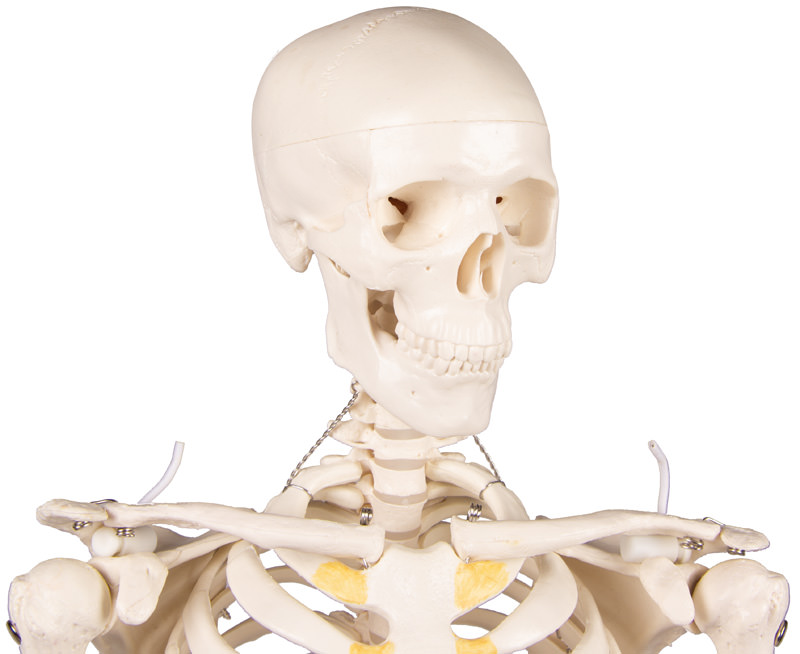 Miniatur-Skelett „Tom“ 