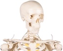 Miniatur-Skelett „Tom“ 