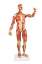 Muskelfigur, 1/3 natürliche Größe