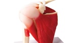 Schultergelenk, natürliche Größe mit Muskulatur - EZ Augmented Anatomy 