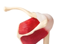 Schultergelenk, natürliche Größe mit Muskulatur - EZ Augmented Anatomy 