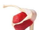 Schultergelenk, natürliche Größe mit Muskulatur - EZ Augmented Anatomy 