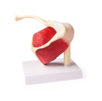 Schultergelenk, natürliche Größe mit Muskulatur - EZ Augmented Anatomy 