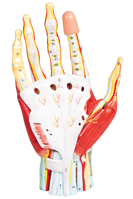 Anatomie der Hand, 7-teilig 