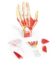 Anatomie der Hand, 7-teilig 