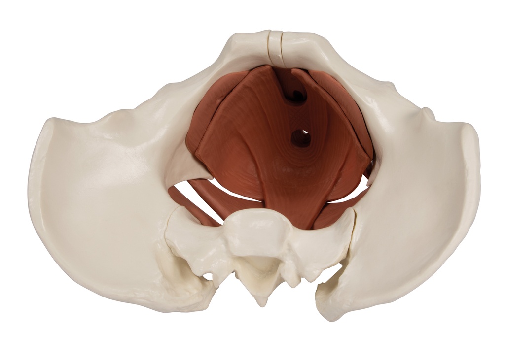 Weibliches Beckenbodenmodell, 12 Teile