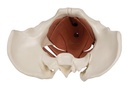 Weibliches Beckenbodenmodell, 12 Teile