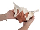 Weibliches Beckenbodenmodell, 12 Teile