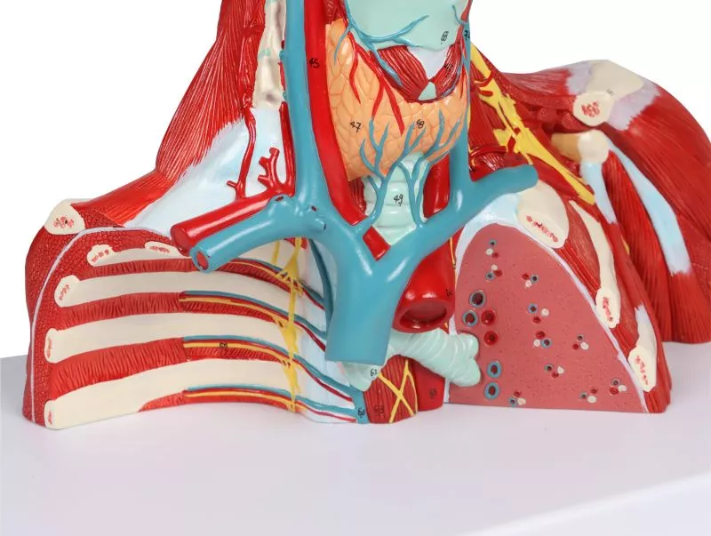 Kopf-, Hals- und Thoraxmuskulatur, lebensgroß, 2-teilig 