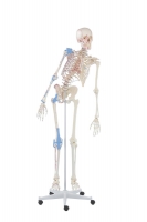 Skelett „Max“ beweglich