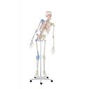 Skelett „Max“ beweglich