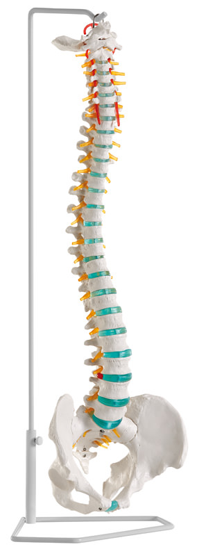 Flexible Wirbelsäule 