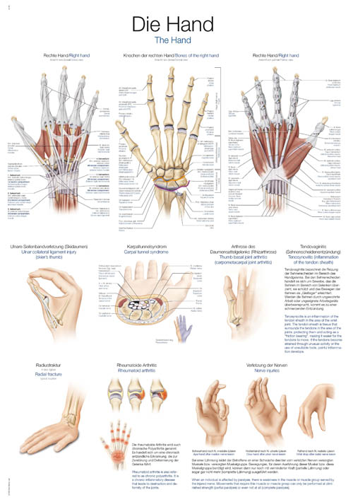Lehrtafel "Die Hand"