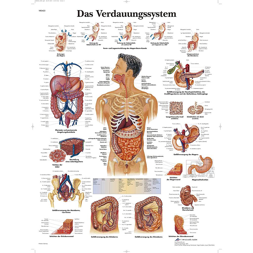 Lehrtafel - Das Verdauungssystem