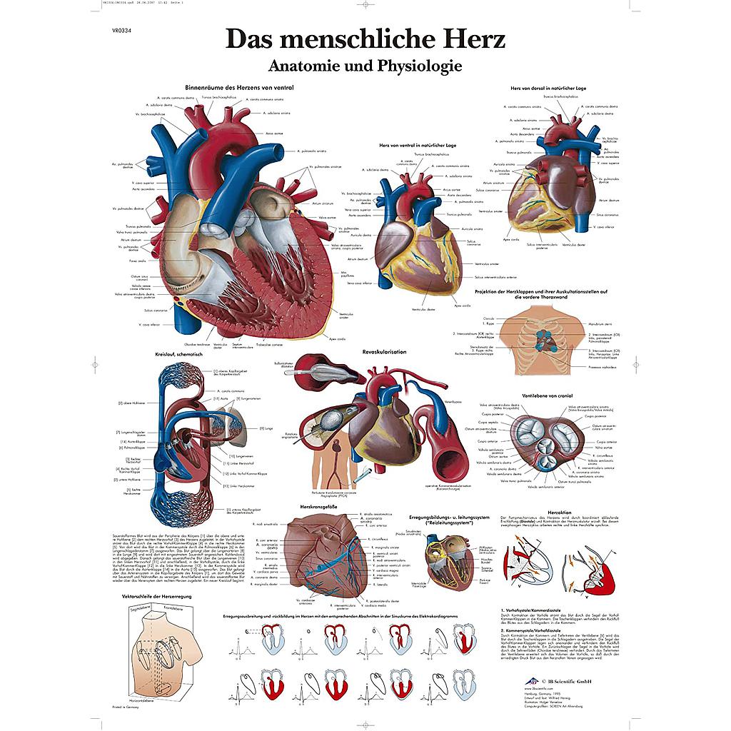 Das menschliche Herz - Anatomie und Physiologie
