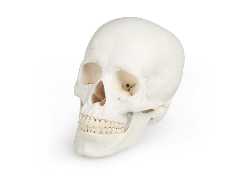 Schädelmodell, 3-teilig - EZ Augmented Anatomy