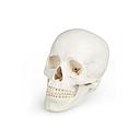 Schädelmodell, 3-teilig - EZ Augmented Anatomy