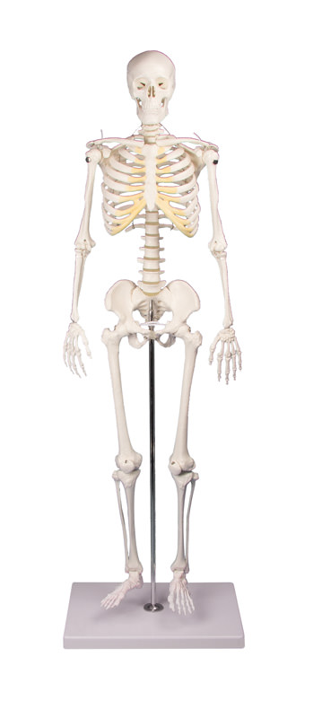 Miniatur-Skelett „Tom“ 