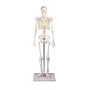 Miniatur-Skelett „Tom“ 