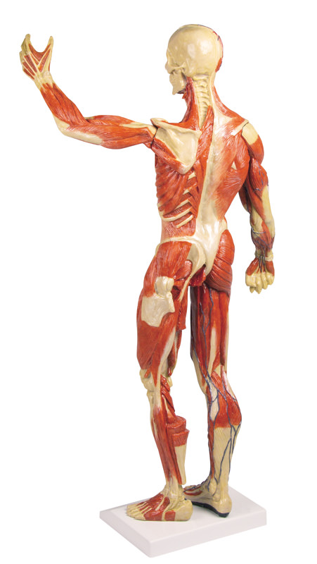 Muskelfigur, 1/3 natürliche Größe
