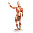 Muskelfigur, 1/3 natürliche Größe