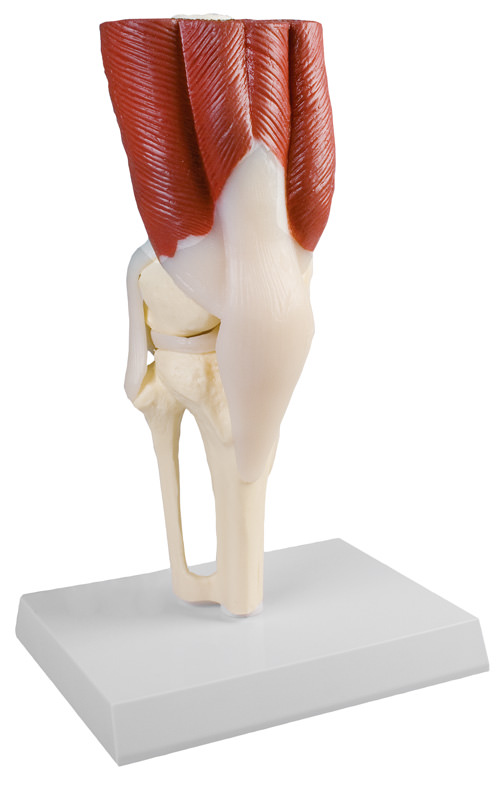 Kniegelenk, natürliche Größe, mit Muskulatur