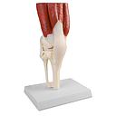 Kniegelenk, natürliche Größe, mit Muskulatur