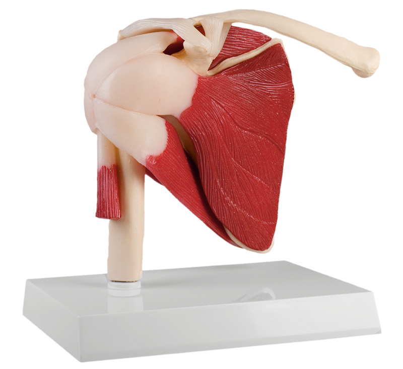 Schultergelenk, natürliche Größe mit Muskulatur - EZ Augmented Anatomy 